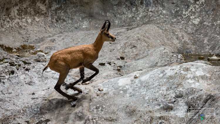 photo chamois canyon verdon